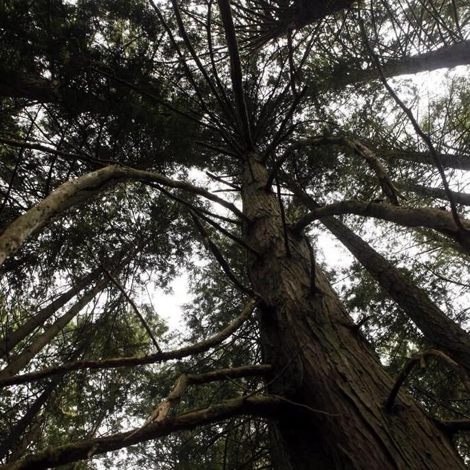 B.C. celebrates 10 billion seedlings planted since 1930